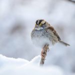 a small bird perched on a branch in the snow